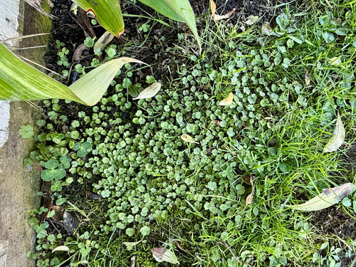 Hydrocotyle moschata, photograph 6