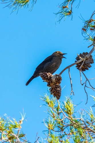 Brewer's Blackbird