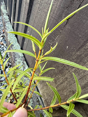 Veronica parviflora
