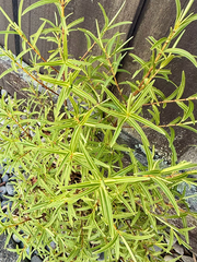 Veronica parviflora, photograph (c) Tom Beard, some rights reserved (CC BY)