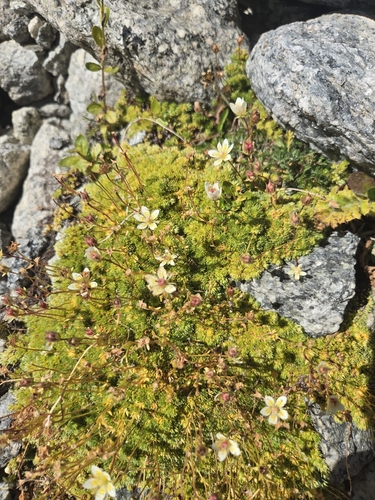 mossy saxifrage