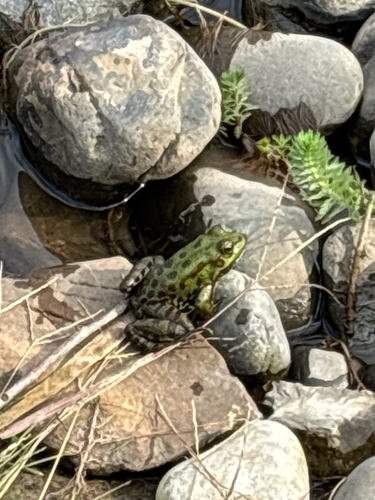 Marsh Frog