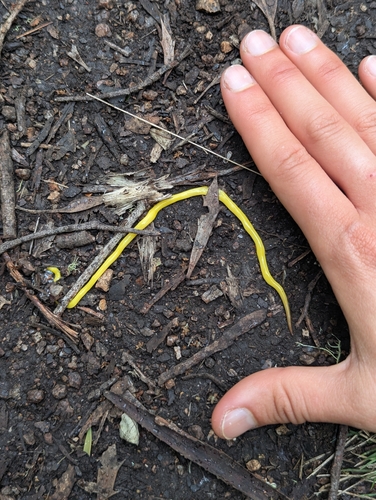 Canary Worm