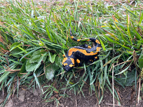 Fire Salamander
