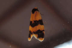 Thallarcha chrysochares