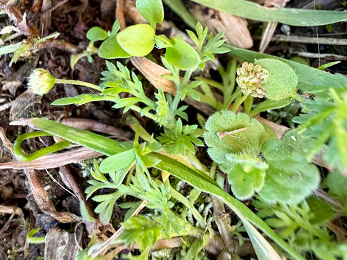Cotula australis, photograph 4