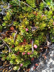 Disterigma empetrifolium