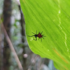 Phoroncidia thwaitesi