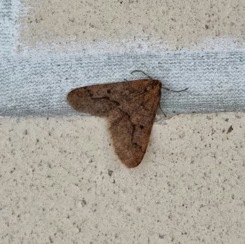 Mottled Umber