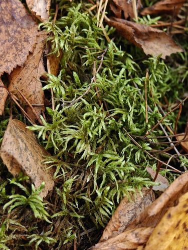 Red-stemmed Feather Moss
