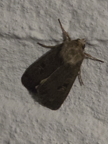 Square-spot Rustic