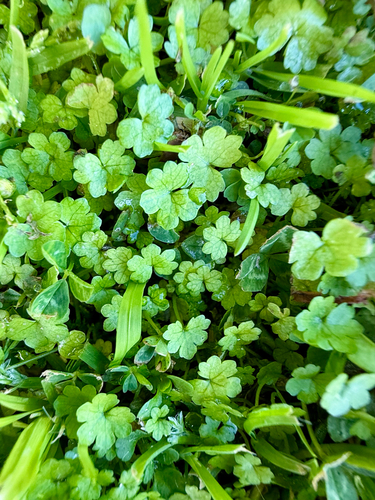 Hydrocotyle heteromeria, photograph 6