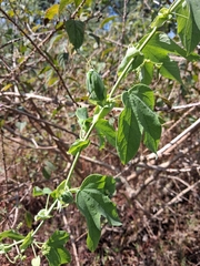 Passiflora subpeltata