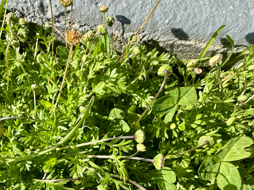 Cotula australis, photograph 2