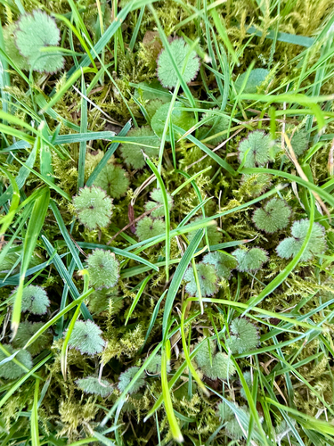 Hydrocotyle moschata, photograph 4