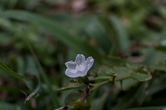 Evolvulus nummularius, photograph (c) Xavier Alejandro Caratachea Navarro, some rights reserved (CC BY)