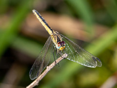 Trithemis dorsalis