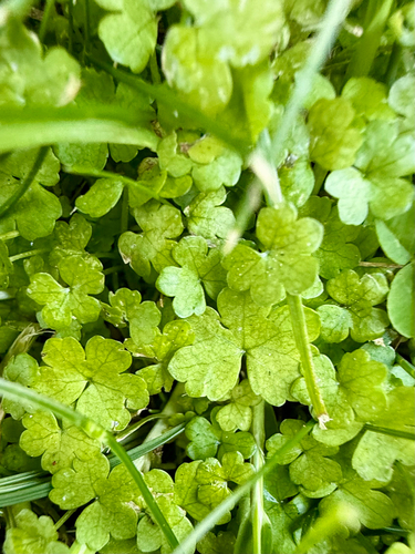 Hydrocotyle heteromeria, photograph 4