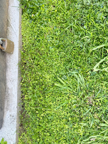 Hydrocotyle heteromeria, photograph 5