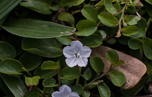 Evolvulus nummularius, photograph 5
