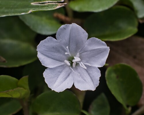 Evolvulus nummularius, photograph 2