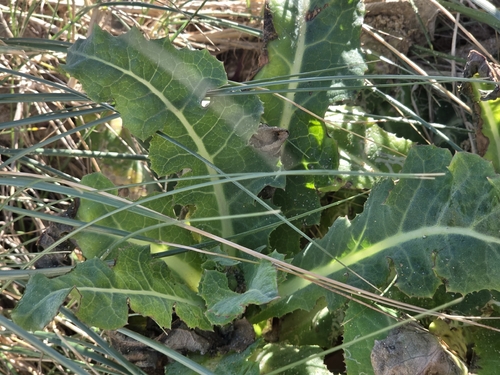 Sonchus megalocarpus, 2026-09-23