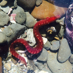 Apodichthys flavidus