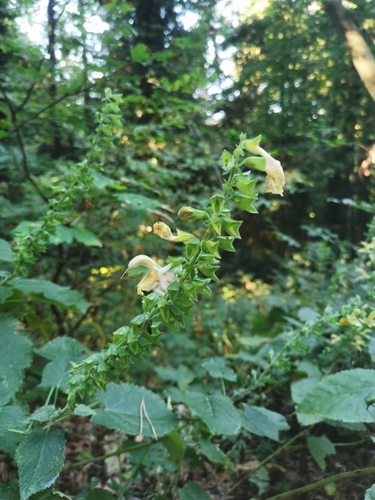 Salvia glutinosa, photograph 5
