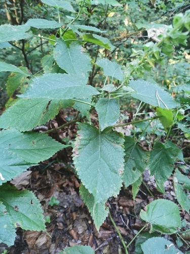 Salvia glutinosa, photograph 6