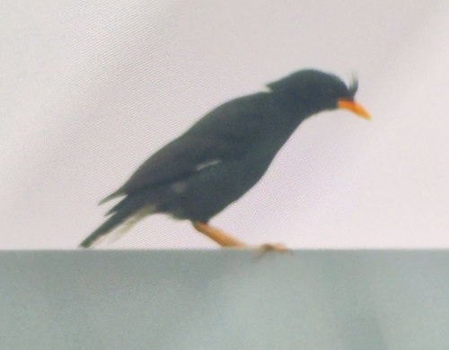 Great Myna