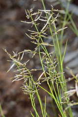 Eragrostis setifolia