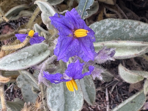 Solanum quadriloculatum observed 2026-08-24