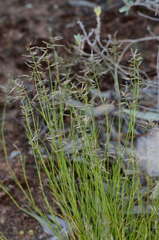 Eragrostis setifolia