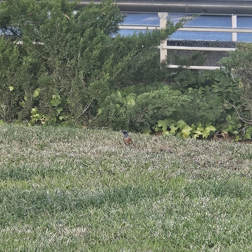 Common Redstart
