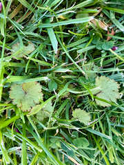 Hydrocotyle moschata, photograph (c) Tom Beard, some rights reserved (CC BY)