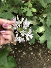Amerallium