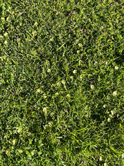 Hydrocotyle moschata, photograph (c) Tom Beard, some rights reserved (CC BY)