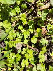 Hydrocotyle heteromeria, photograph (c) Tom Beard, some rights reserved (CC BY)