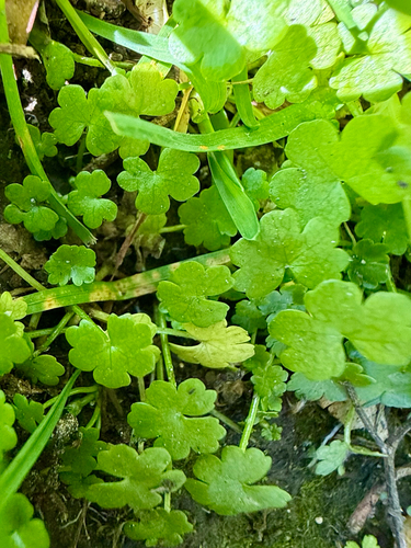 Hydrocotyle heteromeria