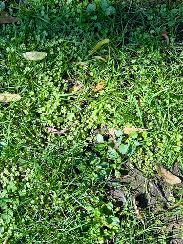 Hydrocotyle heteromeria, photograph 2