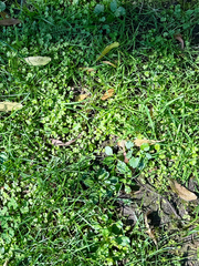 Hydrocotyle heteromeria, photograph (c) Tom Beard, some rights reserved (CC BY)