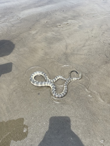 Hydrophis schistosus observed 2026-09-23