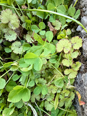 Hydrocotyle moschata