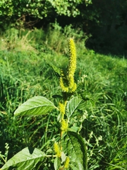 Amaranthus powellii, photograph (c) thomas_oswald, some rights reserved (CC BY)