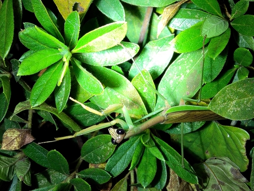Chinese Mantis
