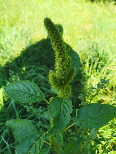 Amaranthus powellii, photograph 6