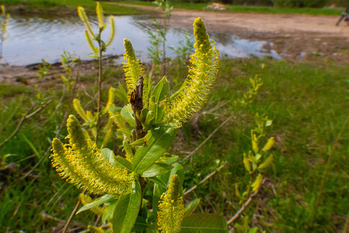 Salix triandra iNat (3)
