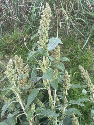 Redroot Amaranth