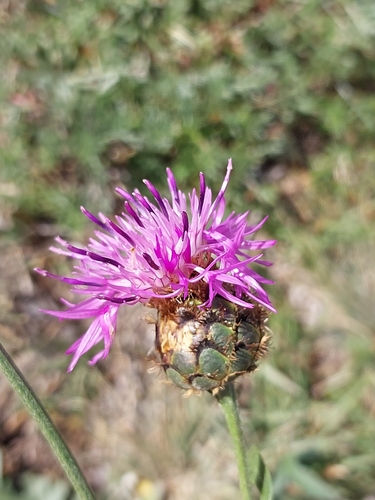 Greater Knapweed