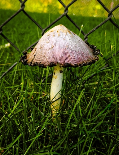 Shaggy Mane